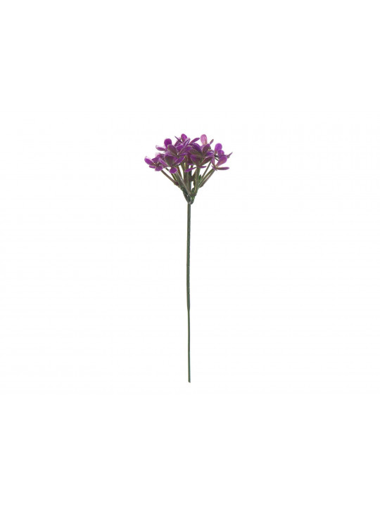 Ծաղիկներ MAGAMAX E4-F FOREST VIOLET(B210) 