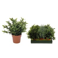Цветы KOOPMAN PLANT 10 INCH PLASTIC IN POT (317002020)