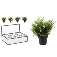 Цветы KOOPMAN PLANT IN PP POT 8ASS (317221300)