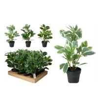Ծաղիկներ KOOPMAN BUXUS PLANT IN BLACK POT 3ASS (317355150)