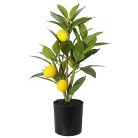 Դեկորատիվ  ծառեր KOOPMAN LEMON TREE IN POT 43CM (NB1720400)