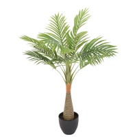Դեկորատիվ  ծառեր KOOPMAN PALM IN POT 80CM (317888050)