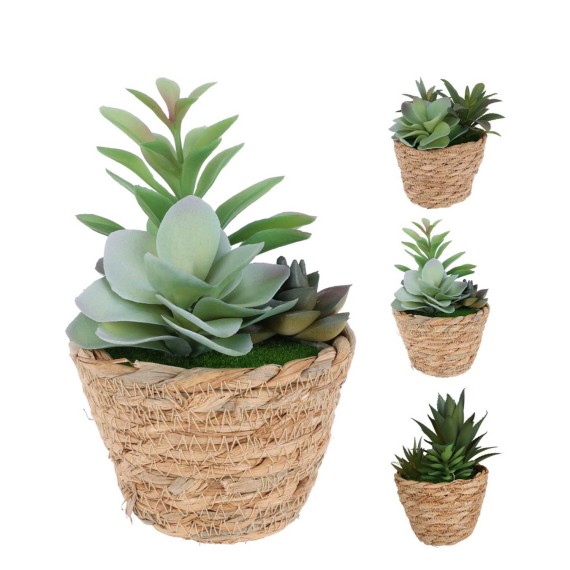 Цветы KOOPMAN SUCCULENT IN BASKET 16CM 3ASS (PL4002340)