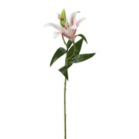 Ծաղիկներ KOOPMAN LILY 59CM 3ASS (485213) (318800230)