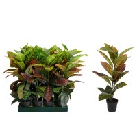 Декоративные деревья KOOPMAN PLANT CALATHEA IN PP POT 65CM (124317) (317221220)