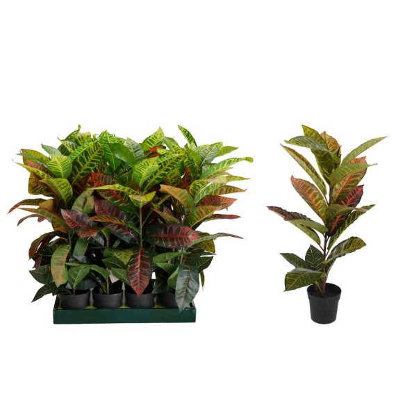 Декоративные деревья KOOPMAN PLANT CALATHEA IN PP POT 65CM (124317) (317221220)