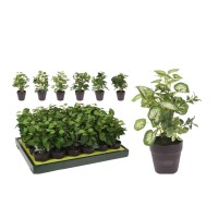 Цветы KOOPMAN PLANT IN BLACK PP POT 20CM 6ASS (232691) (317002580)