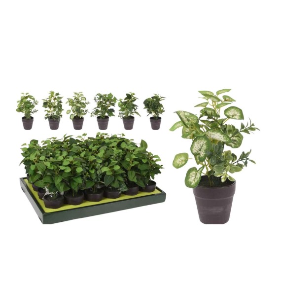 Flowers KOOPMAN PLANT IN BLACK PP POT 20CM 6ASS (232691) (317002580)