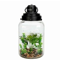 Цветы KOOPMAN PLANT IN GLASS POT 200X390MM (360678) (HZ1952870)