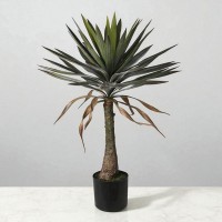 Декоративные деревья KOOPMAN YUCCA TREE 90CM (145664) (318000880)