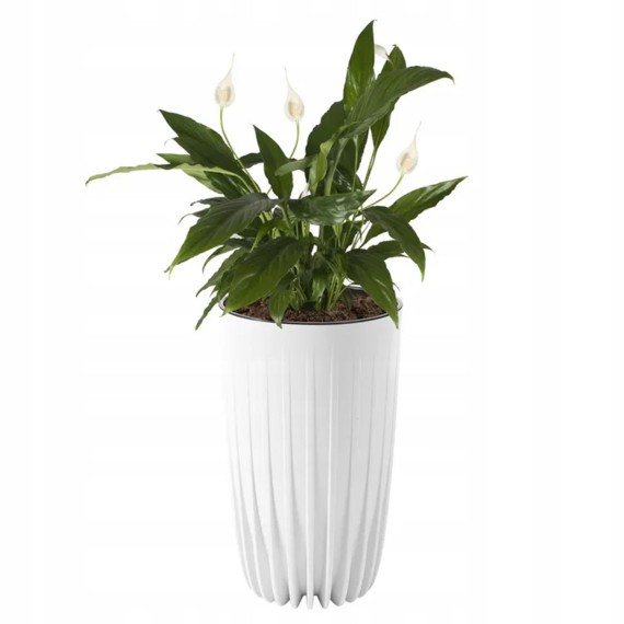 Ծաղկի զամբյուղ LAMELA LA982-05 MIRA WISOKA 250 WHITE 