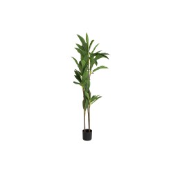 Decorative trees KOOPMAN ARTIFICIAL DRACAENA 175CM (318000870)