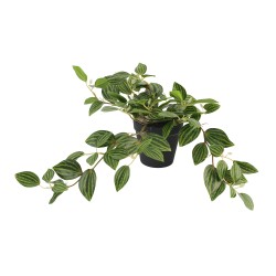 Flowers KOOPMAN ARTIFICIAL TRADESCANTIA 3ASS (318001110)