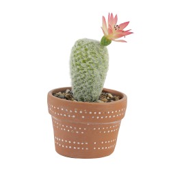 Цветы KOOPMAN CLAY POT WITH CACTUS (HZ1230830)