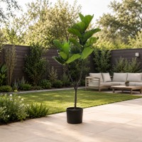 Декоративные деревья KOOPMAN FIDDLELEAF TREE IN POT 155CM (318001530)