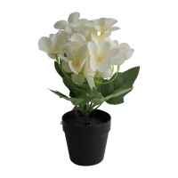 Цветы KOOPMAN FLOWERS INBLACK POT 4ASS1 (312868) (317354310)