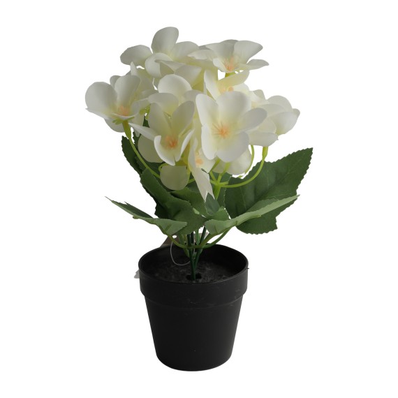 Flowers KOOPMAN FLOWERS INBLACK POT 4ASS1 (312868) (317354310)