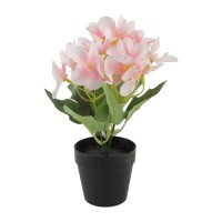 Цветы KOOPMAN FLOWERS INBLACK POT 4ASS1 (312868) (317354310)