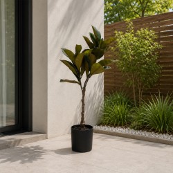 Декоративные деревья KOOPMAN MAGNOLIA IN POT 35X98CM (318001460)