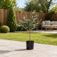Decorative trees KOOPMAN OLIVE TREE IN POT 66CM (317002910)