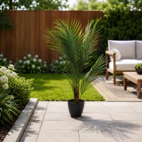Декоративные деревья KOOPMAN PALM TREE IN BLACK POT 3ASS (317355230)