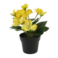 Цветы KOOPMAN PANSY PLANT IN POT 4ASS KLEUR (825634) (317355100)