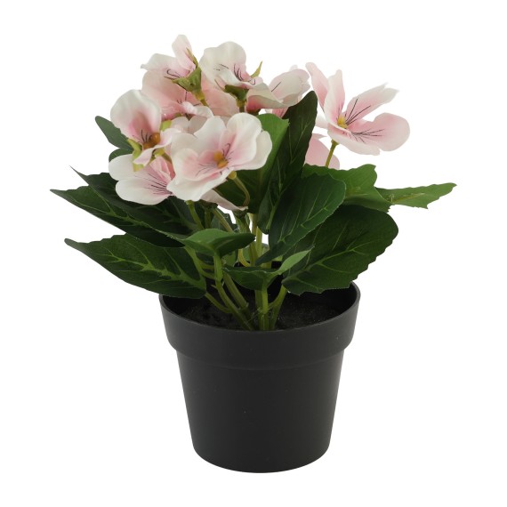 Ծաղիկներ KOOPMAN PANSY PLANT IN POT 4ASS KLEUR (825634) (317355100)