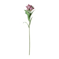 Ծաղիկներ KOOPMAN PERUVIAN LILY 80CM 4ASS COLOR (464376) (318800330)