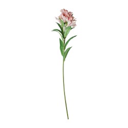 Цветы KOOPMAN PERUVIAN LILY 80CM 4ASS COLOR (464376) (318800330)
