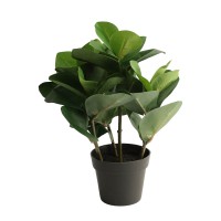 Ծաղիկներ KOOPMAN PLANTS IN POT 5ASS ASS IN DIS (825672) (317355120)