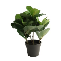 Цветы KOOPMAN PLANTS IN POT 5ASS ASS IN DIS (825672) (317355120)