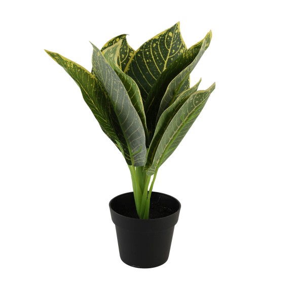 Ծաղիկներ KOOPMAN PLANTS IN POT 5ASS ASS IN DIS (825672) (317355120)