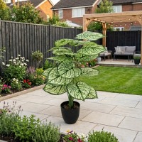 Decorative trees KOOPMAN PLANT IN POT 66CM 3ASS (PL4002410)