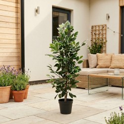 Декоративные деревья KOOPMAN PLANT IN POT 95CM 2ASS DESIGN (387674) (317002620)