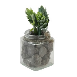 Цветы KOOPMAN SUCCULENT PLANT IN GLASS POT (563345) (D22310070)