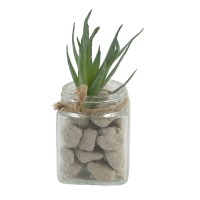 Ծաղիկներ KOOPMAN SUCCULENT PLANT IN GLASS POT (563345) (D22310070)