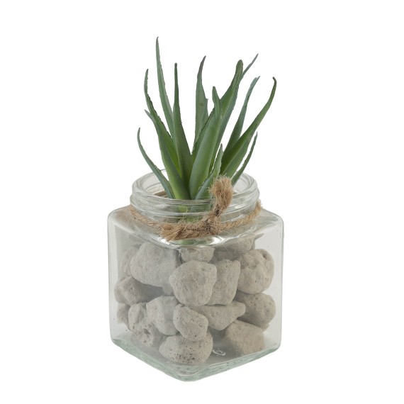 Flowers KOOPMAN SUCCULENT PLANT IN GLASS POT (563345) (D22310070)
