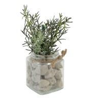 Ծաղիկներ KOOPMAN SUCCULENT PLANT IN GLASS POT (563345) (D22310070)