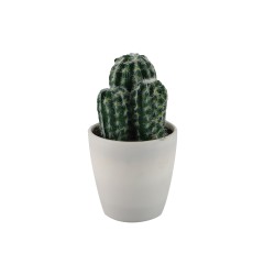 Цветы KOOPMAN PLANTS IN WHITE POT 12ASS (317354160)