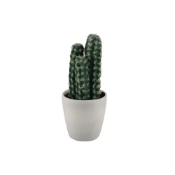 Цветы KOOPMAN PLANTS IN WHITE POT 12ASS (317354160)