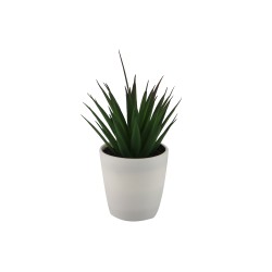 Цветы KOOPMAN PLANTS IN WHITE POT 12ASS (317354160)