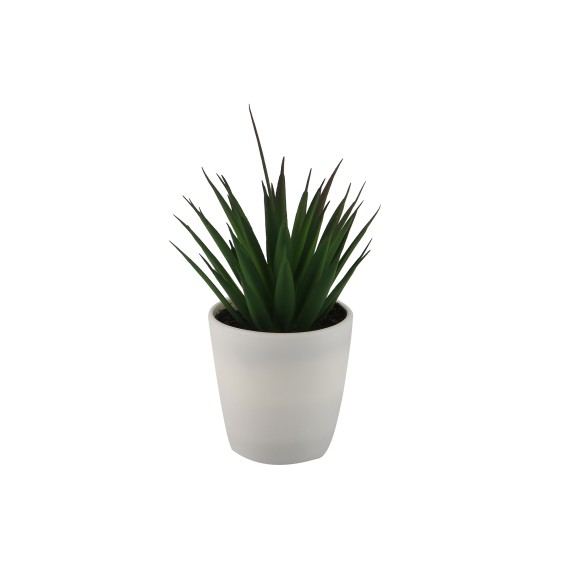 Цветы KOOPMAN PLANTS IN WHITE POT 12ASS (317354160)