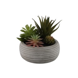 Цветы KOOPMAN POTTED SUCCULENT 14CM 3ASS (319000620)