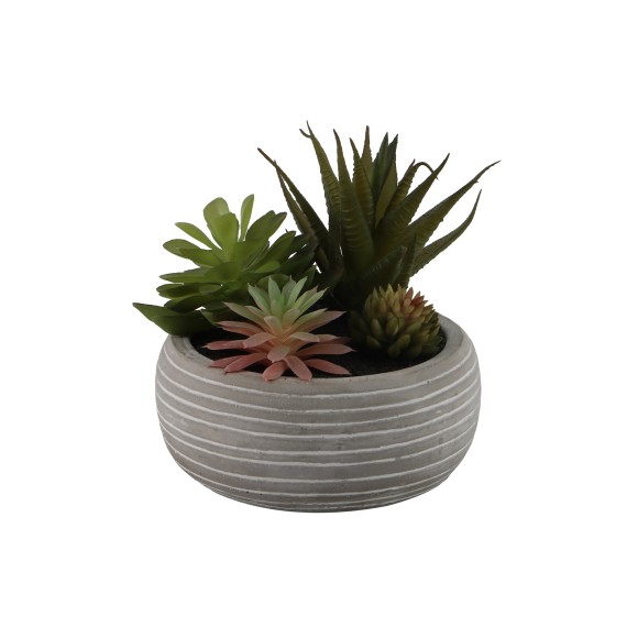 Цветы KOOPMAN POTTED SUCCULENT 14CM 3ASS (319000620)
