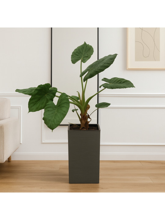 Living trees M.A ALOKAZIA 
