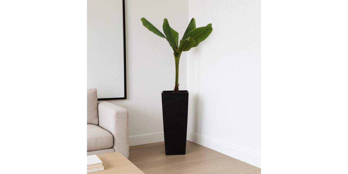 Բնական ծառեր M.A BANANA (G) 