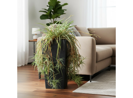 Живые деревья M.A CHLOROPHYTUM 