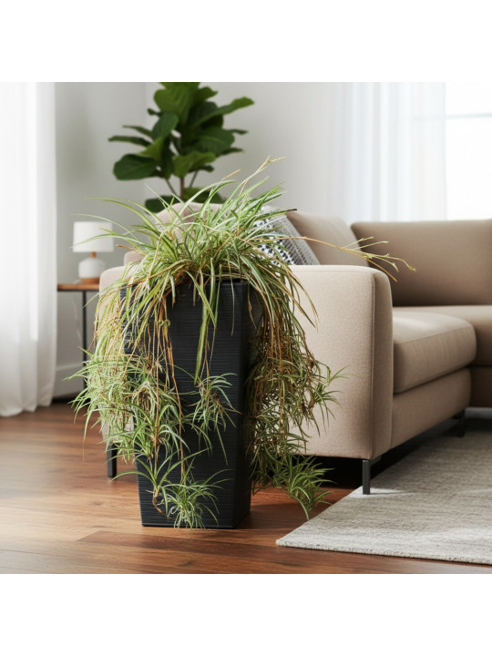 Living trees M.A CHLOROPHYTUM 