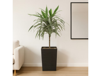 Живые деревья M.A DRACENA 