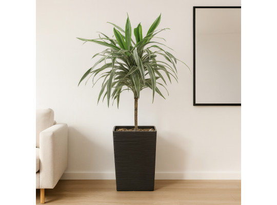 Բնական ծառեր M.A DRACENA 